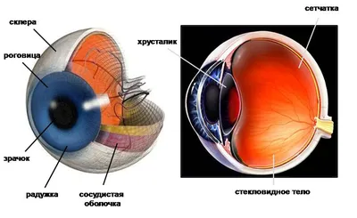 Строение глаза у человека