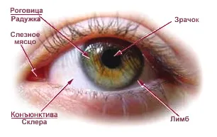Строение глаза