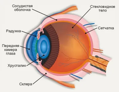 Глаз человека – естественный оптический аппарат