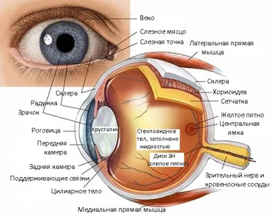 Анатомия глаза