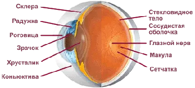 Строение глаза