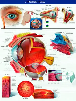 Строение и функции глаз человека: схема и фото с описанием