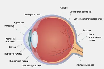 СТРОЕНИЕ ГЛАЗА - Yusupov A.