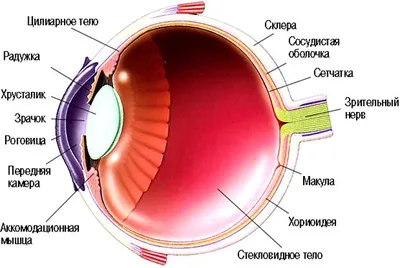 Eye anatomy - Анатомия глаза на английском языке