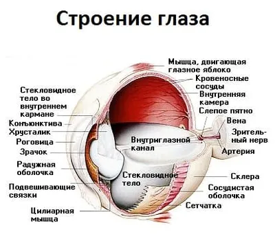 Анатомия глаза - Катаракта Центр