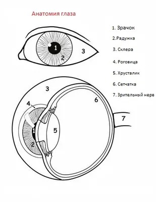 Строение глаза: просто и понятно о сложном - Глаукома.ру