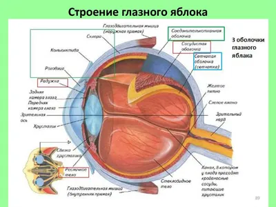 АНАТОМИЯ ГЛАЗА: Строение и функции органов зрения человека