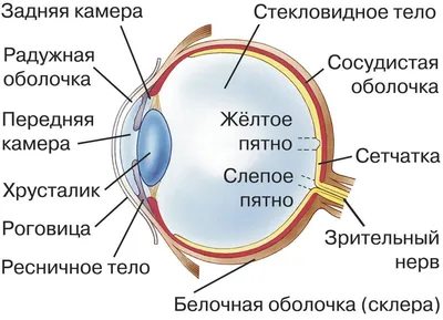 Строение глаза - YouTube