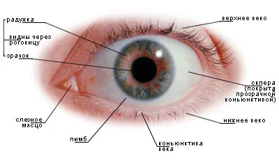 Строение глаза | Спортивная медицина