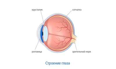 строение глаз рисунок карандашом | Рисовать глаза, Рисовать, Рисование глаза