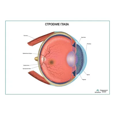Строение глаза, плакат глянцевый А1+/А2+ › Купить оптом и в розницу › Цена  от завода