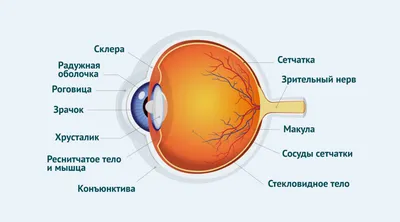 Анатомия глаза: наружное и внутреннее строения, функции, возможные  нарушения - клиника Прозрение