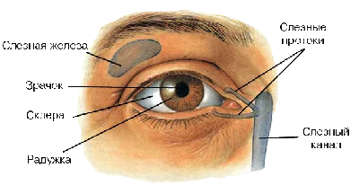 Строение глаза