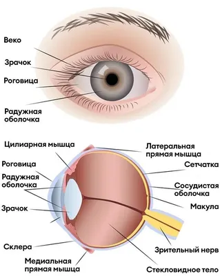 Строение глаза человека | Люксоптика