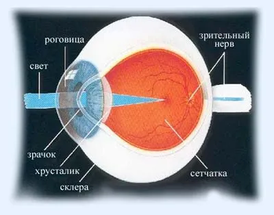 Глаз человека: строение и функции