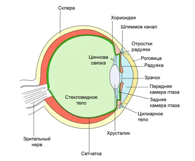 Интраокулярные линзы премиум-класса: Строение глаза