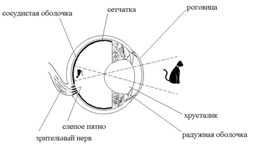 Строение глаза лошади