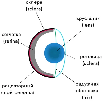 Как видят друзья человека: мир глазами собаки | Эксимер, офтальмологическая  клиника | Дзен