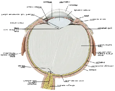 Строение глаза | Спортивная медицина