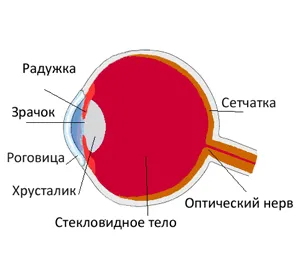 Строение глаза и его функционирование