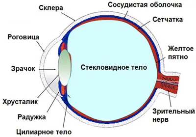 Орган зрения — урок. Окружающий мир, 3 класс.