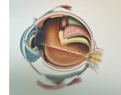 Строение глаза Diagram | Quizlet
