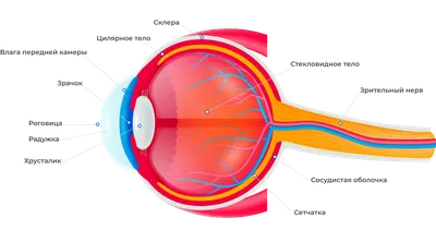 Строение и функции глаза