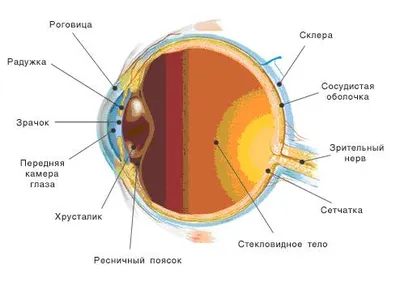 Строение глаза – полезная информация на сайте офтальмологического центра  VISTA.