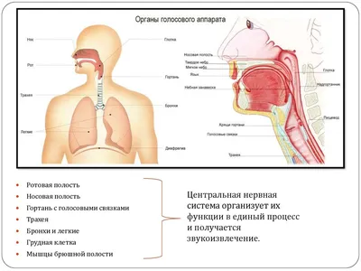 Как устроен голос? Физиология певца и голосовые связки - читай.