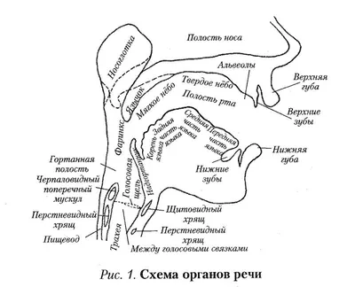 Голосовой аппарат - online presentation