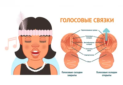 Артикуляционный аппарат: строение, функции и дефекты. Блог Лого-Эксперт