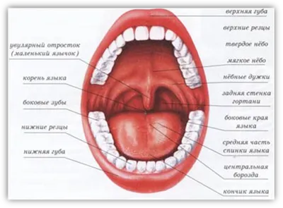 Особенности строения детского голосового аппарата и его воспитание. | Обо  всём и даже больше | Дзен