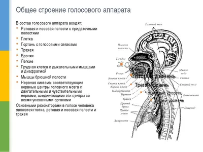 Нарушения голоса