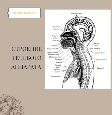 Речевой аппарат: строение и состояние, органы артикуляционного отдела