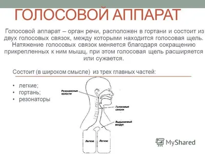 Голос. Голосовой аппарат - презентация онлайн