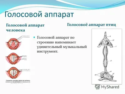 Презентация на тему: "ГОЛОСОВОЙ АППАРАТ Голосовой аппарат – орган речи,  расположен в гортани и состоит из двух голосовых связок, между которыми  находится голосовая щель. Натяжение.". Скачать бесплатно и без регистрации.