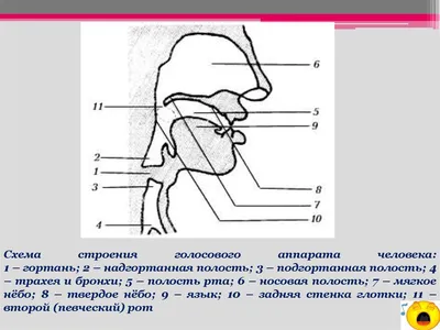 Calaméo - Строение и значение органов дыхания