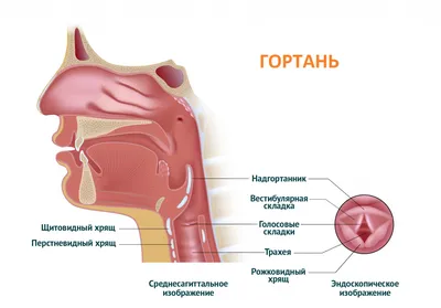 Феминизация голоса? Рассказываем о новейших методах фонопластики | Центр  голоса Есон (YESON) | Дзен