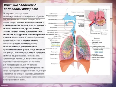 10. Как не сорвать свой голос? (Павлова Вера Калиновна) / Проза.ру