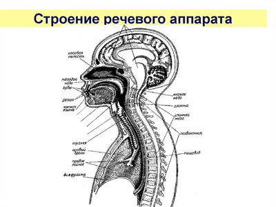 СТРОЕНИЕ ГОЛОСОВОГО АППАРАТА || УРОКИ ВОКАЛА - YouTube