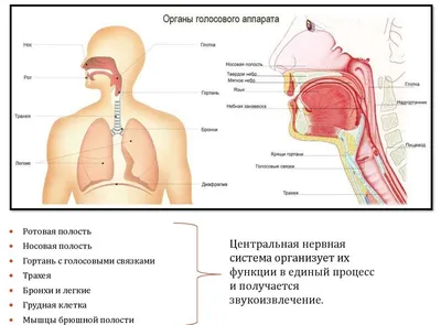 голосовой аппарат | Голос