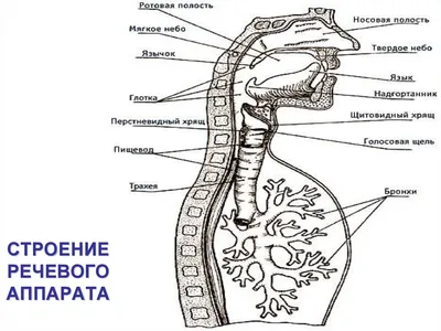 Фонетика и фонология русского языка | Педагогический факультет Университета  им. Масарика