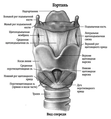 Строение голосового аппарата человека - YouTube