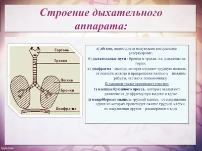 Голос человека уникален и отличается даже у близнецов. На высоту, тембр и  силу голоса влияет строение тела, возраст, симметричность голосового  аппарата и другие факторы