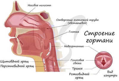 Строение голосового аппарата презентация, доклад, проект