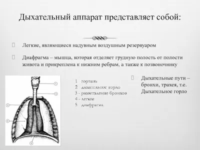 Воздухоносные пути, подготовка к ЕГЭ по биологии