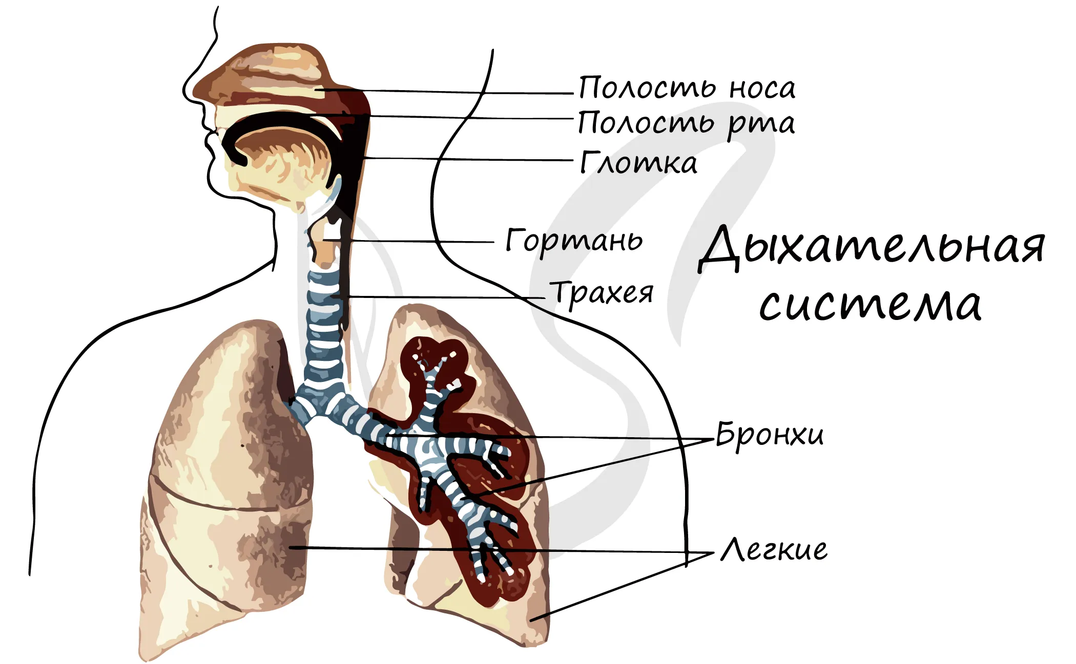 Трахея при вдохе. Строение воздухоносных путей дыхательной системы. Дыхательная система органов дыхания рис 52. Дых система человека анатомия. Дыхательная система трахея анатомия.