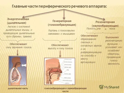 Воздухоносные пути, подготовка к ЕГЭ по биологии