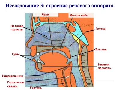 Причины «детского» голоса у взрослых | Школа здорового голоса | Дзен