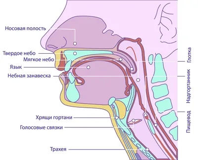 Строение голосового аппарата презентация, доклад, проект